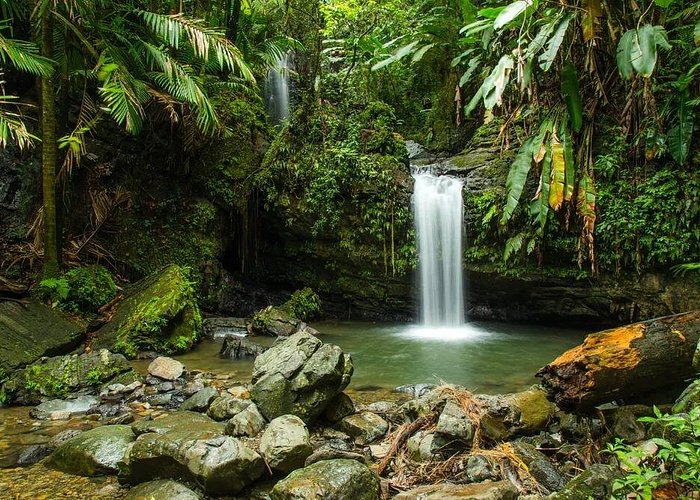 El Yunque rainforest in Puerto Rico